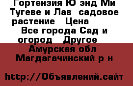 Гортензия Ю энд Ми Тугеве и Лав, садовое растение › Цена ­ 550 - Все города Сад и огород » Другое   . Амурская обл.,Магдагачинский р-н